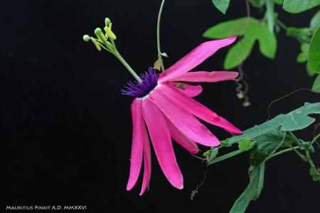 Passiflora xenia | Ibrido Collezione Italiana di Maurizio Vecchia